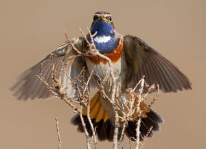 Bluethroat