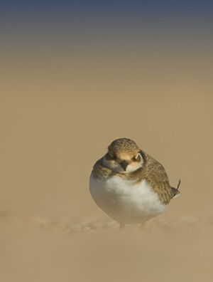 Little Ringed Plover