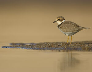 Little Ringed Plover