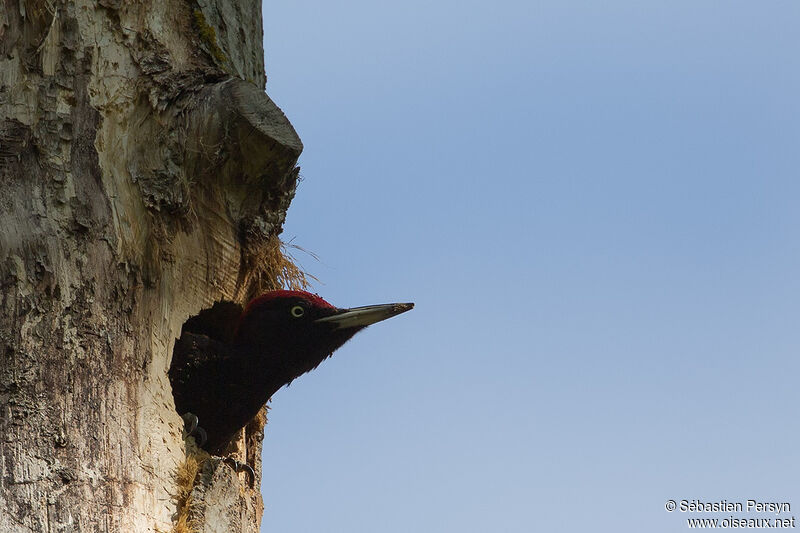 Black Woodpeckeradult, identification, Reproduction-nesting