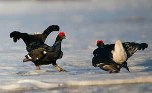 Black Grouse