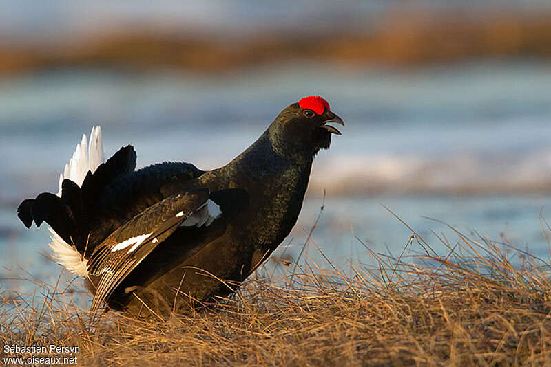 Black Grouse male adult breeding, courting display, song, Behaviour