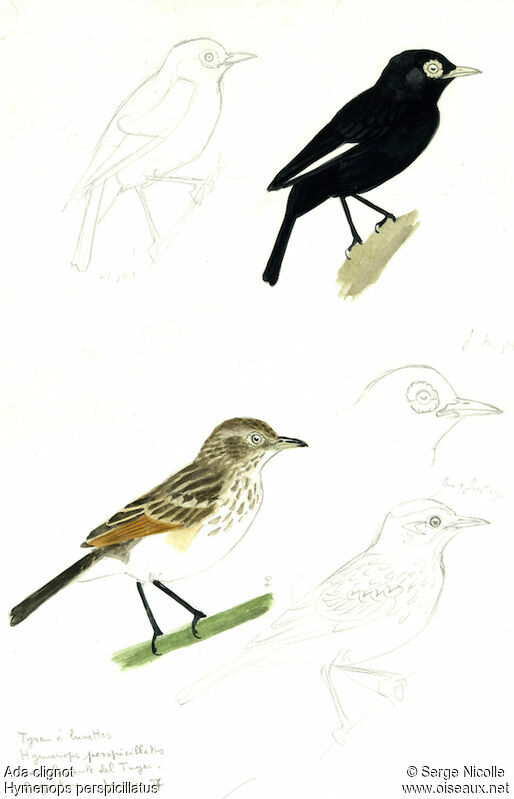 Spectacled Tyrant , identification