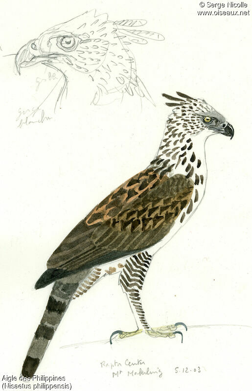 Philippine Hawk-Eagle, identification