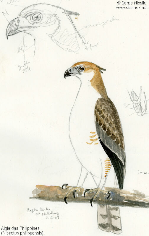 Philippine Hawk-Eagleimmature, identification