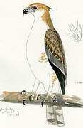 Philippine Hawk-Eagle