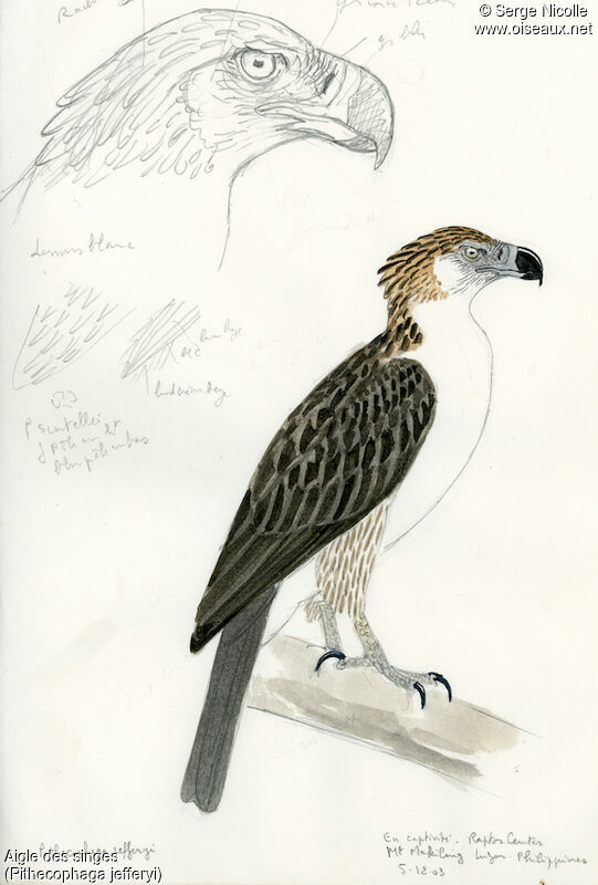 Philippine Eagle, identification