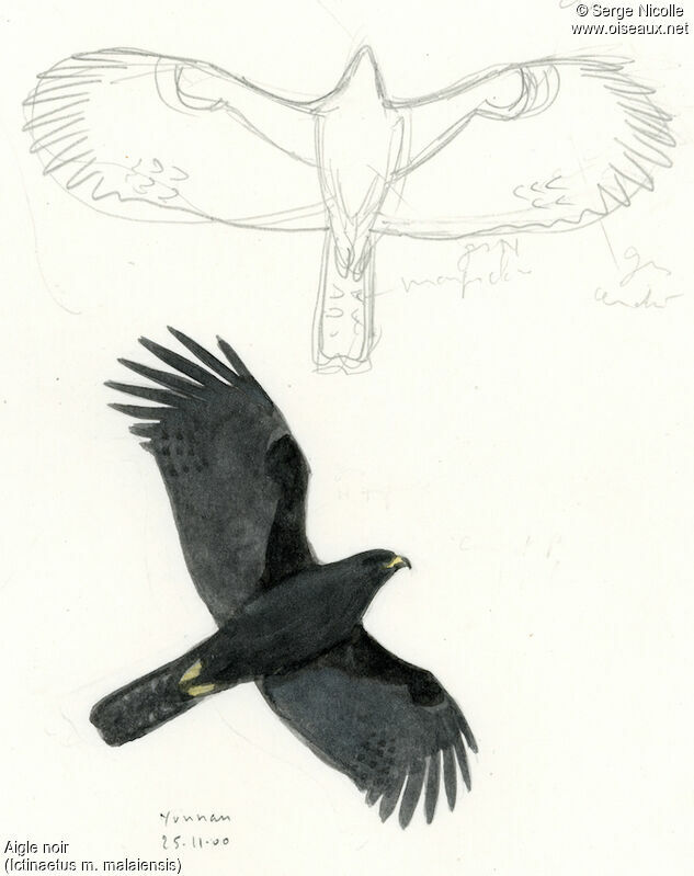 Aigle noir, identification
