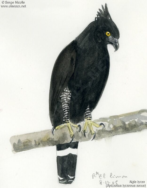 Black Hawk-Eagle, identification