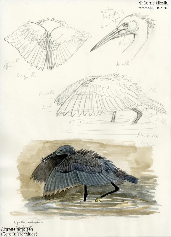 Black Heron, identification