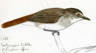 Sooty-capped Babbler
