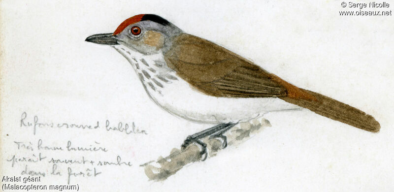 Rufous-crowned Babbler, identification