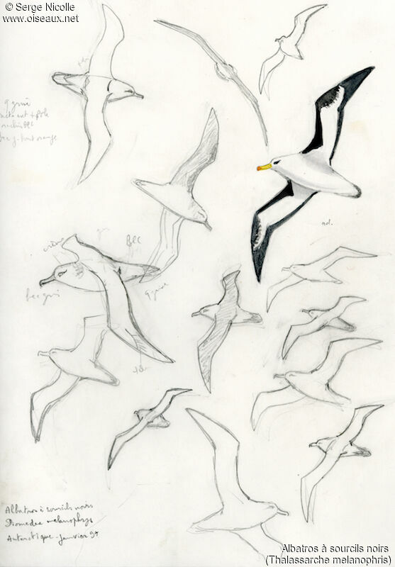 Albatros à sourcils noirs, identification