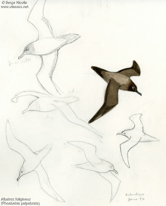 Albatros fuligineux, identification