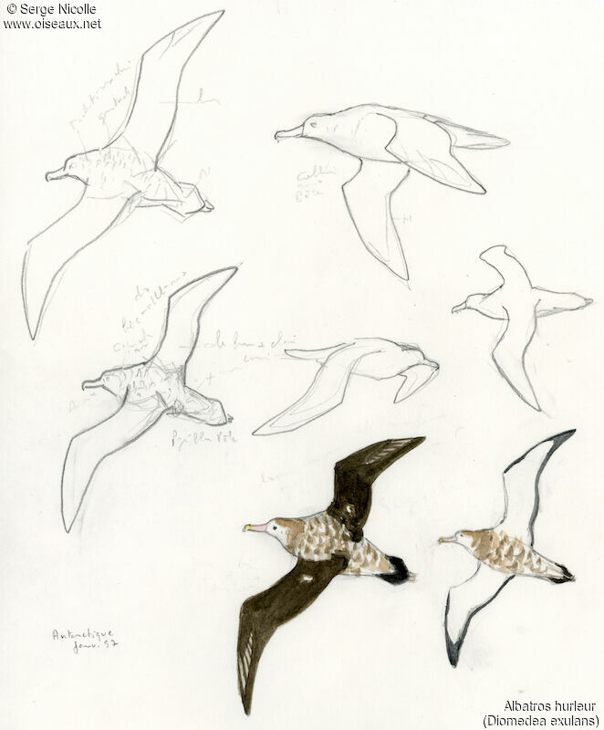 Snowy Albatross, identification