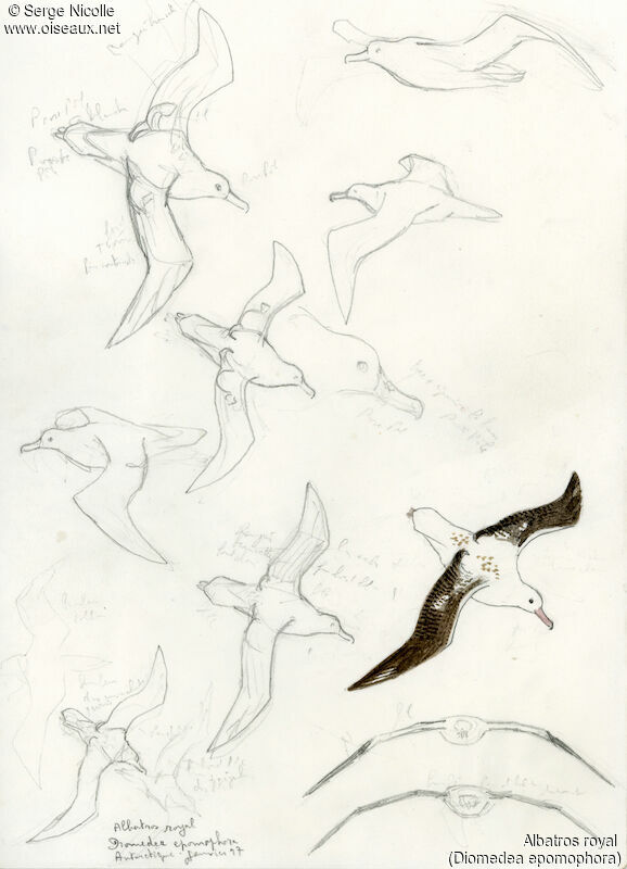 Southern Royal Albatross, identification