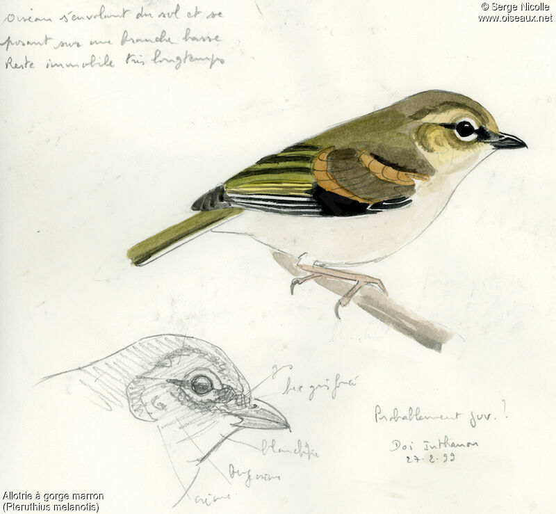Black-eared Shrike-babblerjuvenile, identification