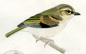 Black-eared Shrike-babbler