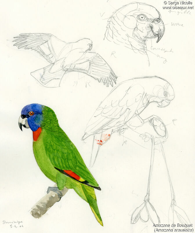 Red-necked Amazon, identification