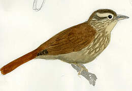 White-browed Foliage-gleaner