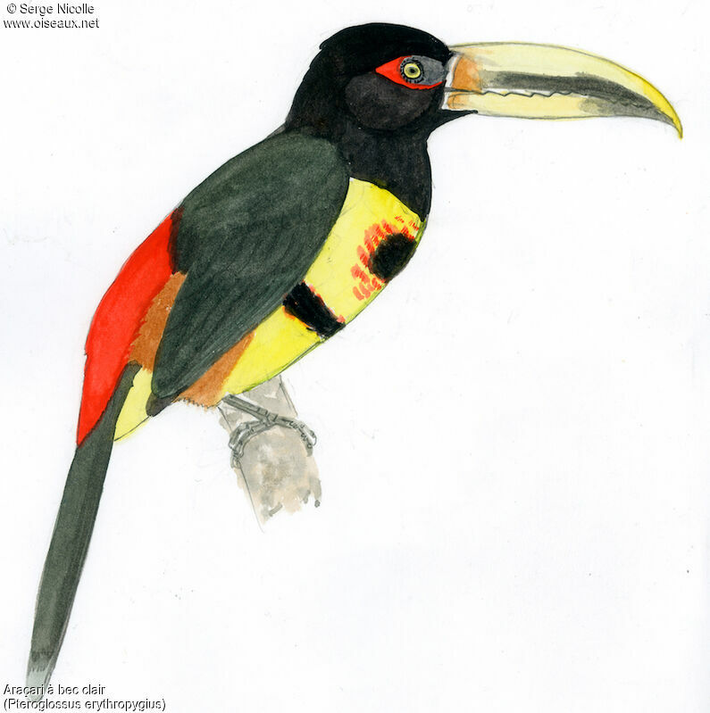 Pale-mandibled Aracari, identification