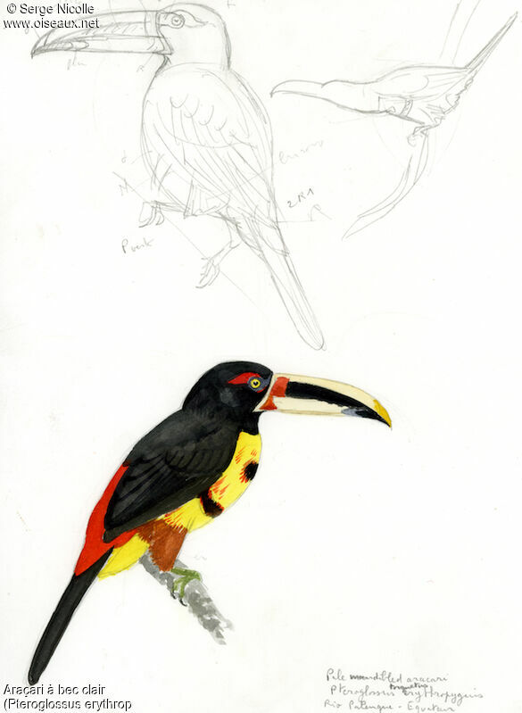 Pale-mandibled Aracari, identification