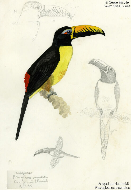 Araçari de Humboldt, identification