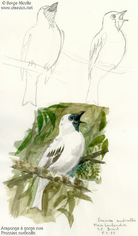 Bare-throated Bellbird, identification