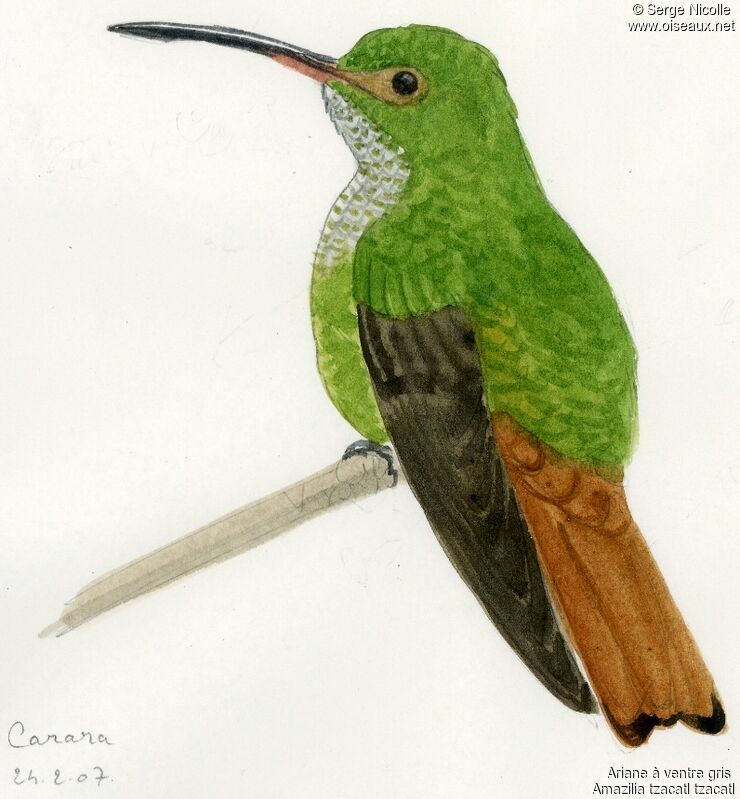 Rufous-tailed Hummingbird female, identification
