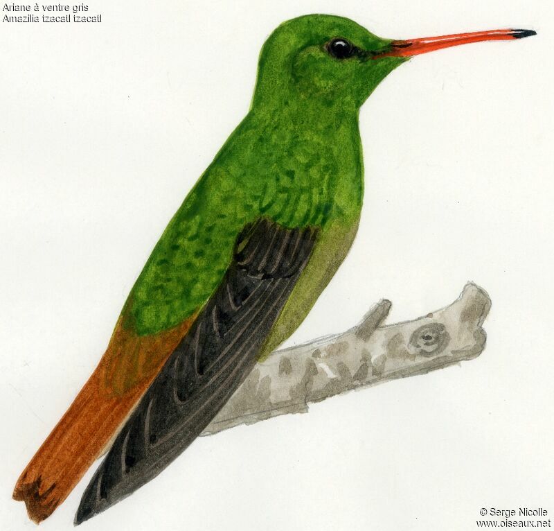 Rufous-tailed Hummingbird, identification