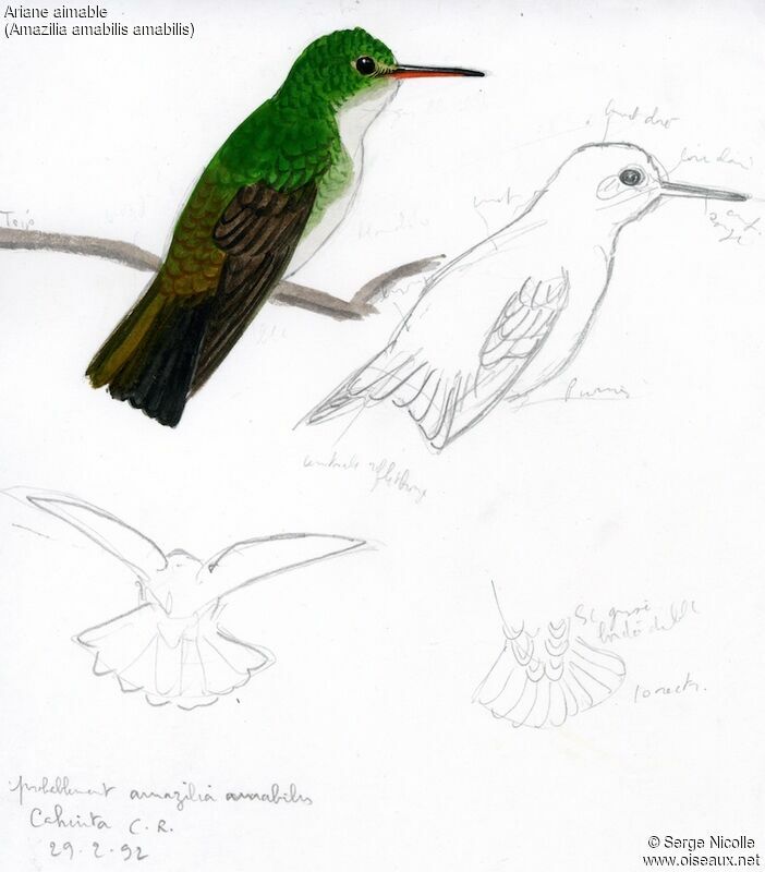 Blue-chested Hummingbird, identification