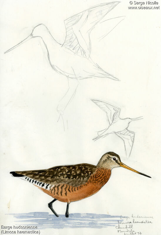 Hudsonian Godwit, identification