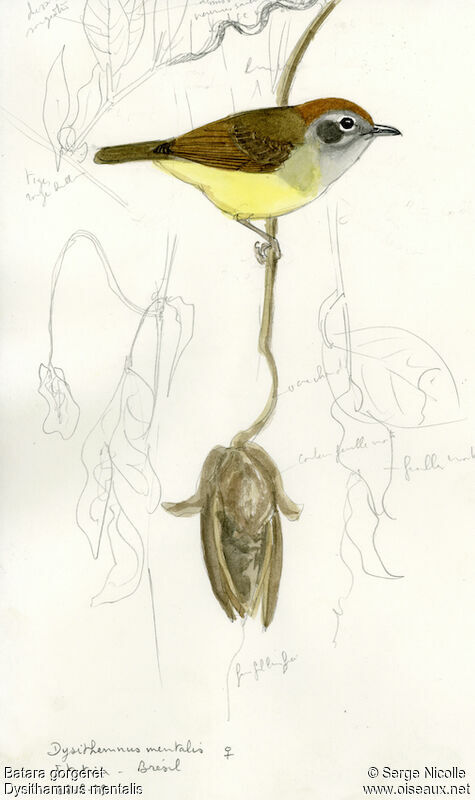 Batara gorgeret femelle, identification