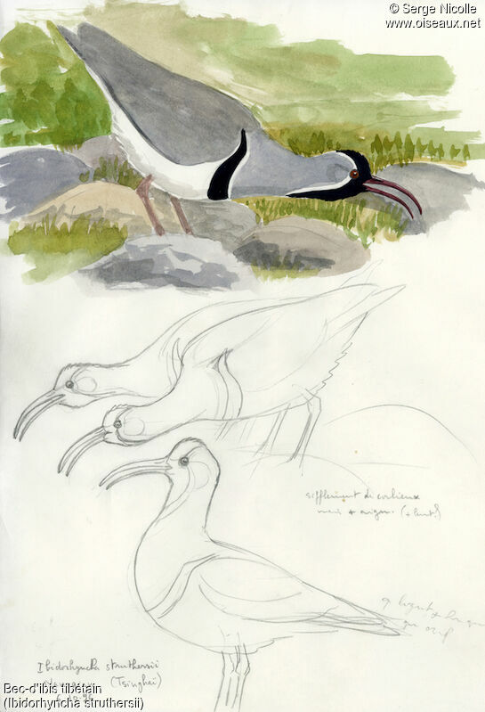 Bec-d'ibis tibétain, identification