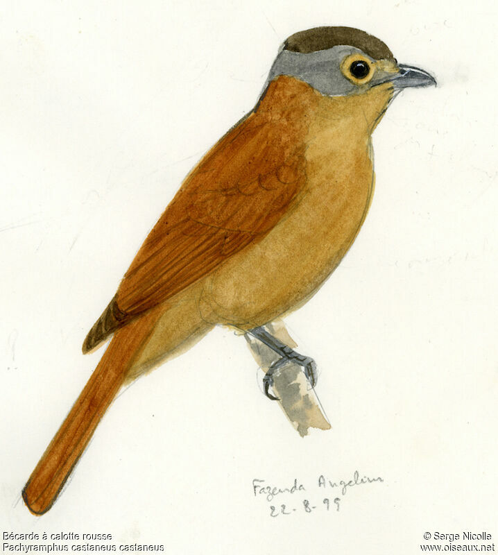 Chestnut-crowned Becard, identification