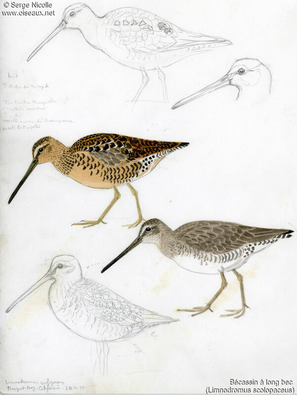 Long-billed Dowitcher, identification