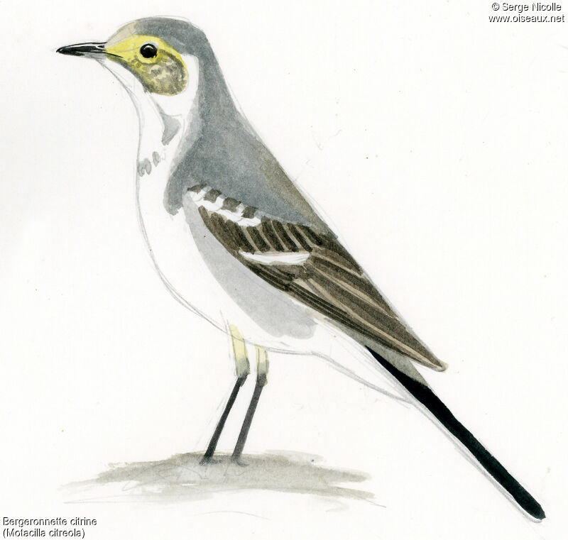 Citrine Wagtail female, identification