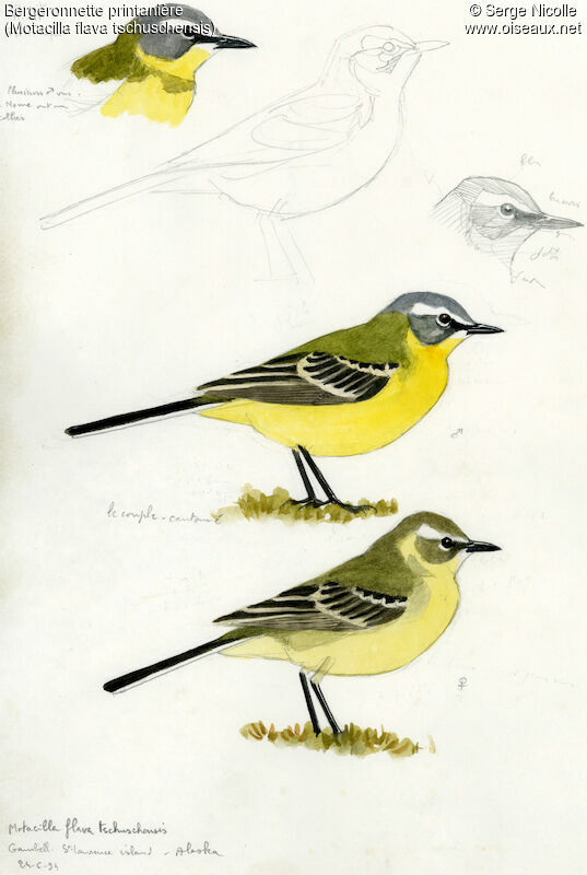 Western Yellow Wagtail , identification