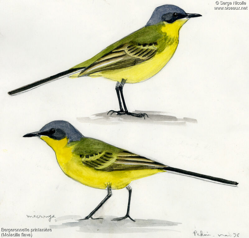 Western Yellow Wagtail, identification