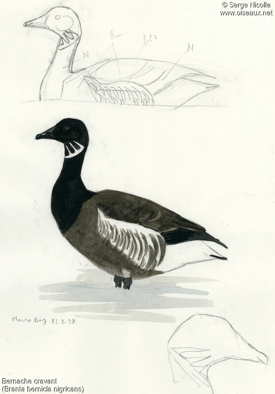 Brant Goose, identification