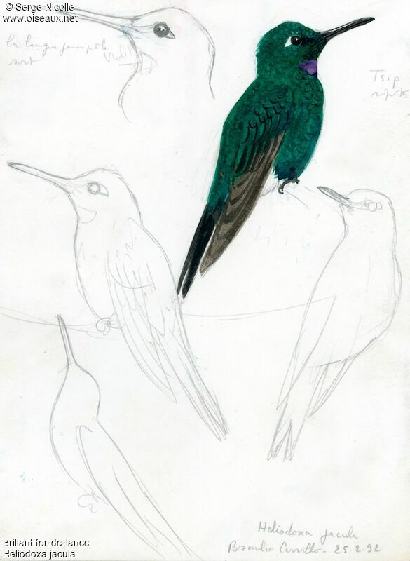 Green-crowned Brilliant, identification