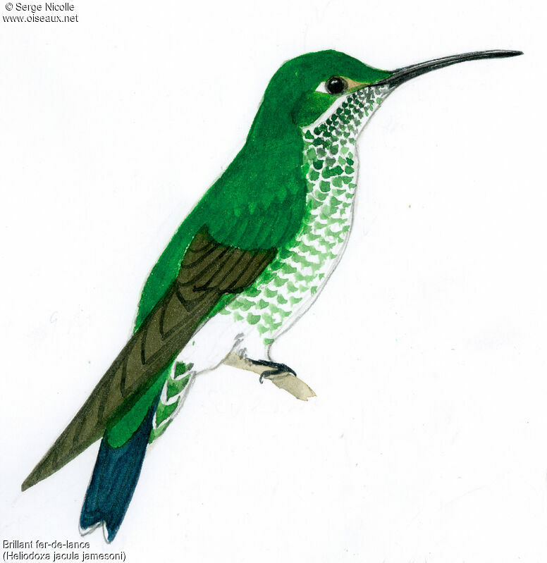 Green-crowned Brilliant female, identification