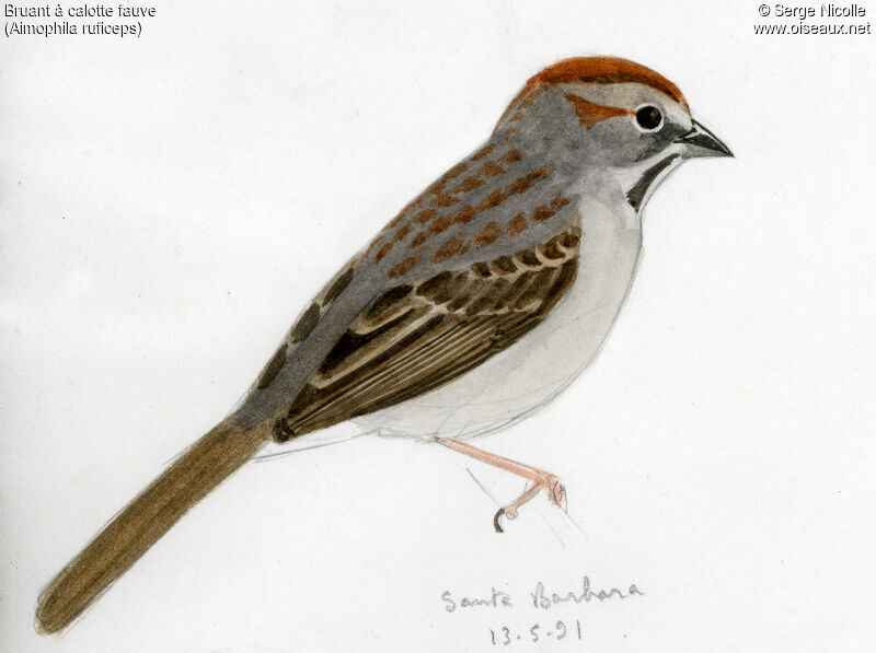 Rufous-crowned Sparrow, identification