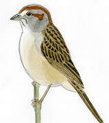 Stripe-capped Sparrow