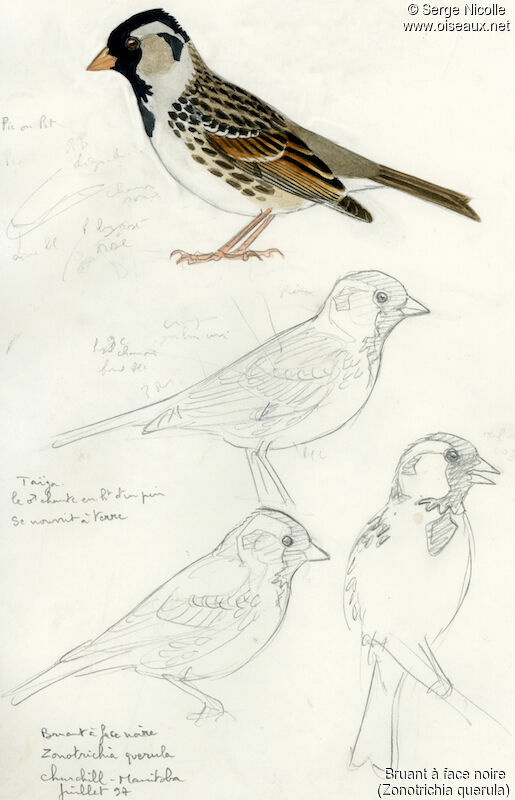 Harris's Sparrow, identification