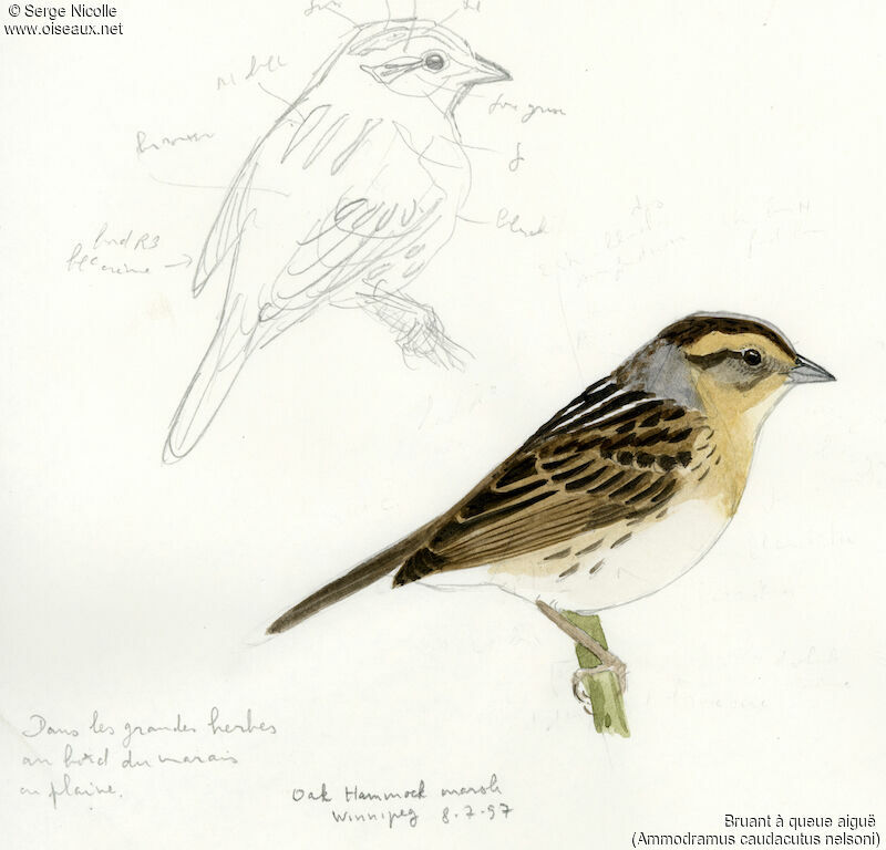Saltmarsh Sparrow, identification