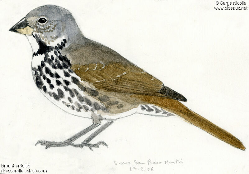 Slate-colored Fox Sparrow, identification