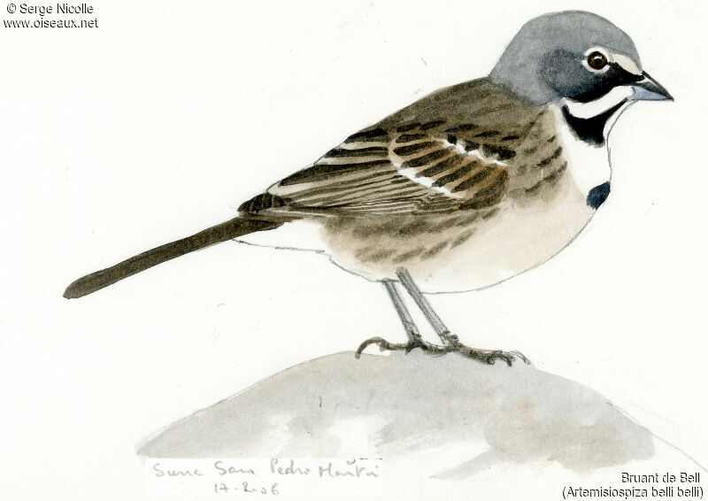 Bell's Sparrow, identification