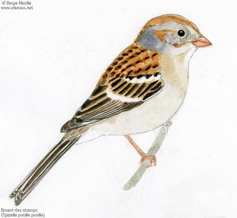 Field Sparrow, identification
