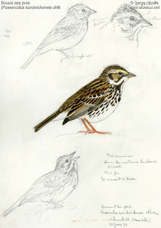 Savannah Sparrow, identification